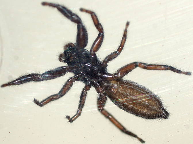 Under-bark Jumping Spider (Holoplatys sp)