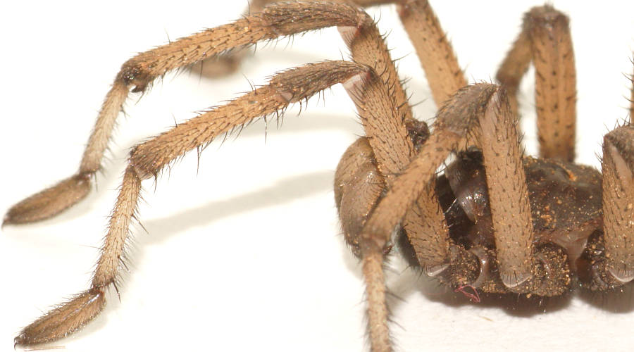 Armoured Trapdoor Spider (Idiosoma sp)