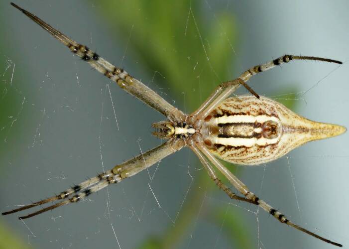 Long-tailed Orb-weaving Spider (Argiope protensa)