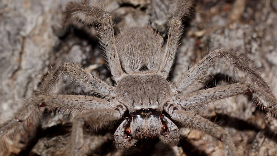 Undescribed Huntsman Spider (Isopeda sp)
