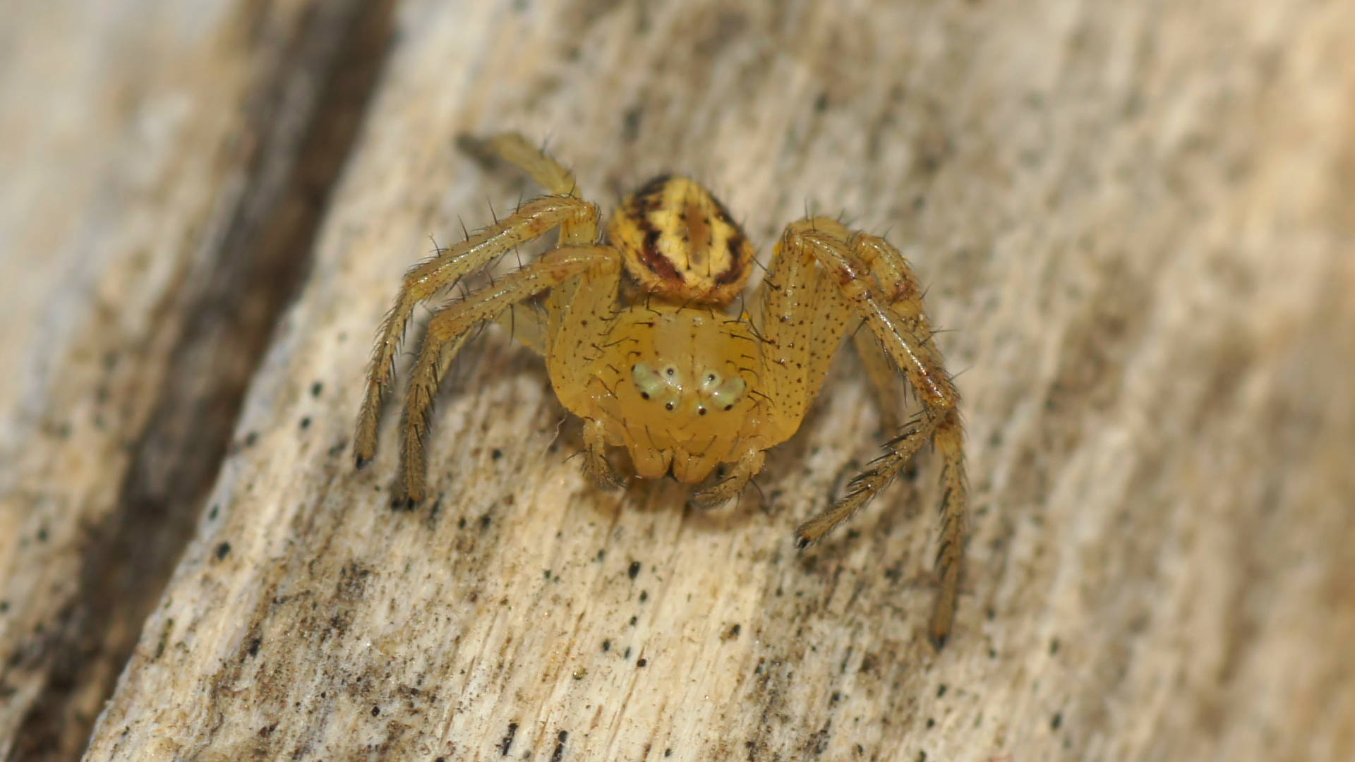 Pointed Flower Spider (Tharrhalea sp ES02)