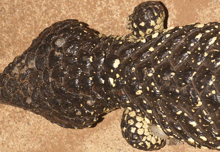Adelaide's Shingleback Tick (Amblyomma limbatum)